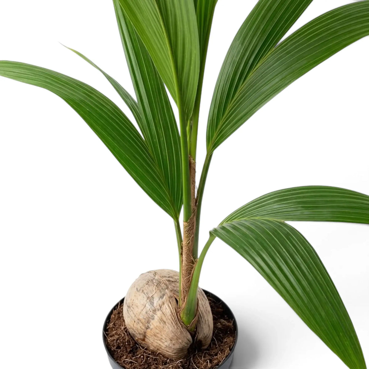 Cocos nucifera close-up showing the coconut, lower stem and ribbed green leaves