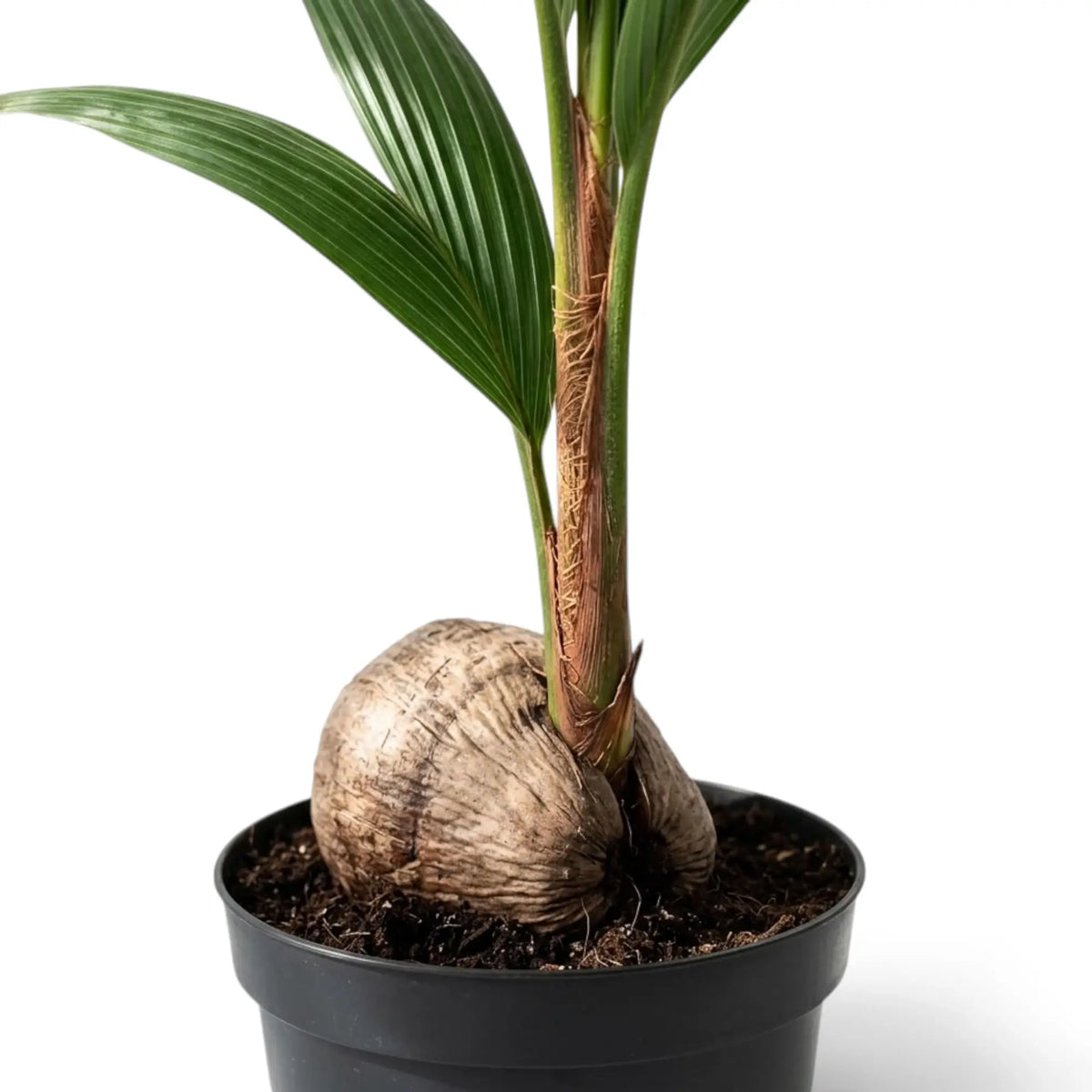 Cocos nucifera close-up of the coconut and fibrous lower stem in a black nursery pot