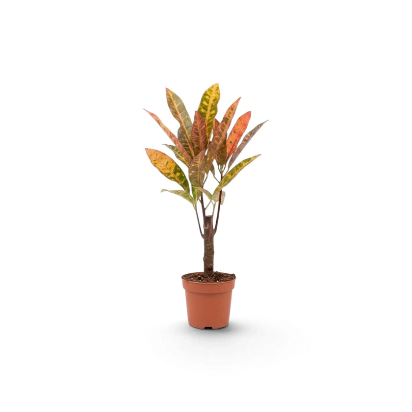 Baby Codiaeum ‘Excellent’ with a slender trunk in a terracotta pot