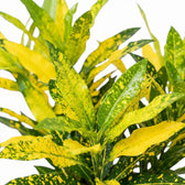 Detailaufnahme von Codiaeum variegatum ‘Sunny Star’ mit langen grünen Blättern und unregelmäßigen gelben Zeichnungen