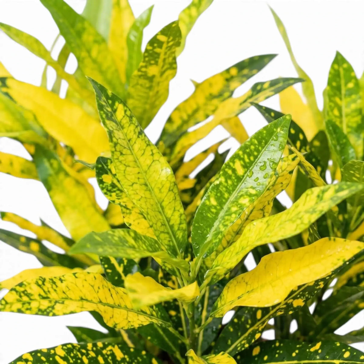 Detailaufnahme von Codiaeum variegatum ‘Sunny Star’ mit langen grünen Blättern und unregelmäßigen gelben Zeichnungen