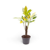 Codiaeum variegatum 'Aucubaefolia' potted plant in nursery pot on white background.