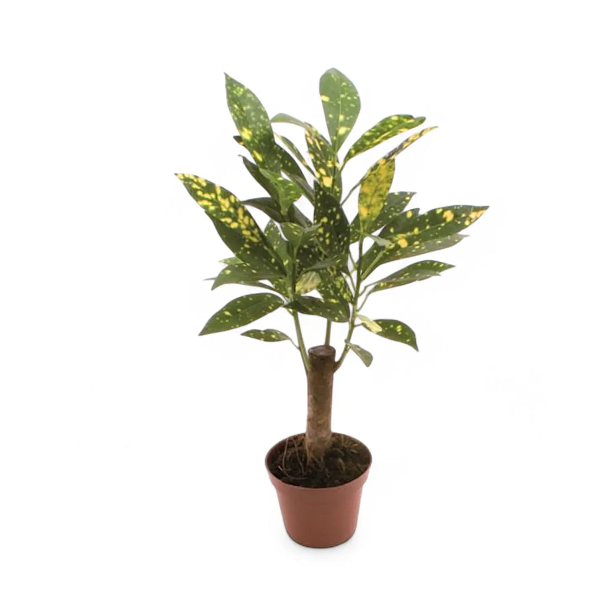 Codiaeum variegatum 'Aucubaefolia' potted plant in nursery pot on white background.