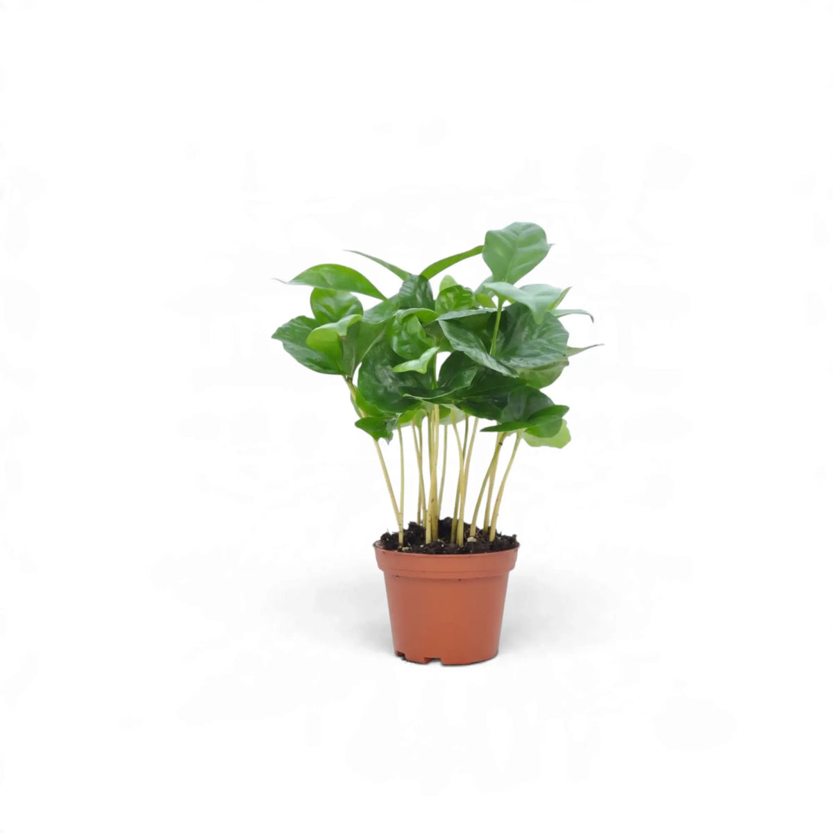 Small Coffea arabica with glossy dark green leaves in an orange nursery pot