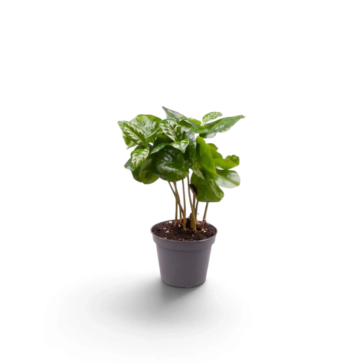 Small Coffea arabica with shiny green leaves on slender stems in a grey pot