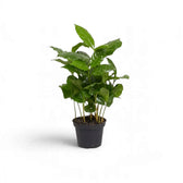 Small potted Coffea arabica with glossy leaves and lighter green new growth