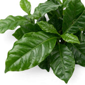 Close-up of dark green Coffea arabica leaves with wavy edges