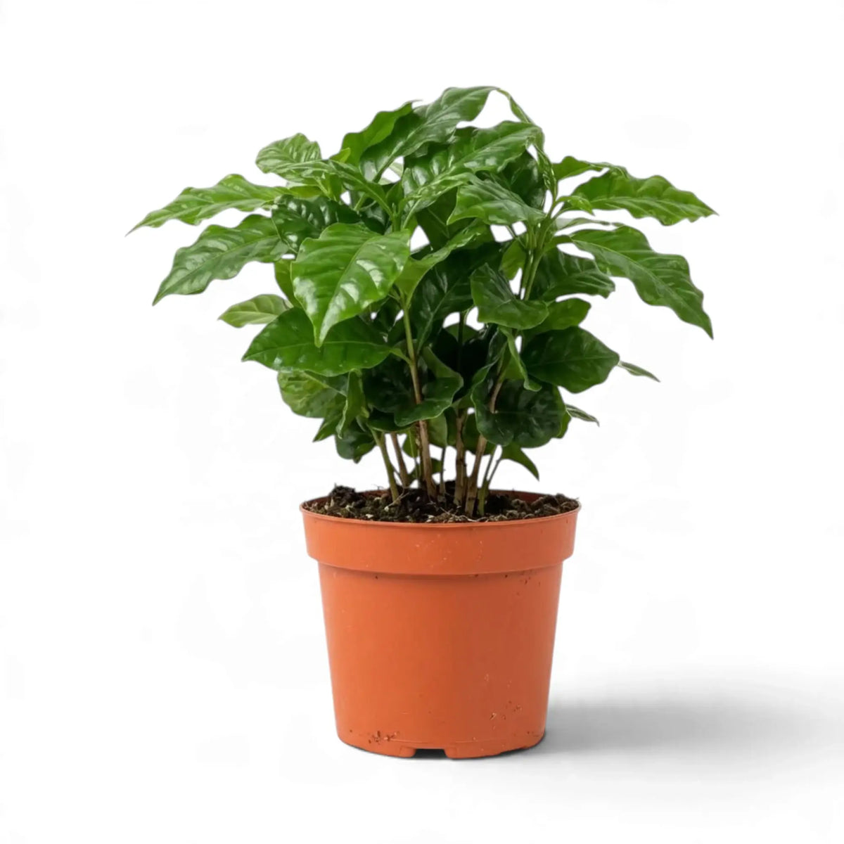 Coffea arabica with several stems and glossy leaves in an orange nursery pot