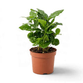 Coffea arabica in a nursery pot with light new leaves above darker foliage