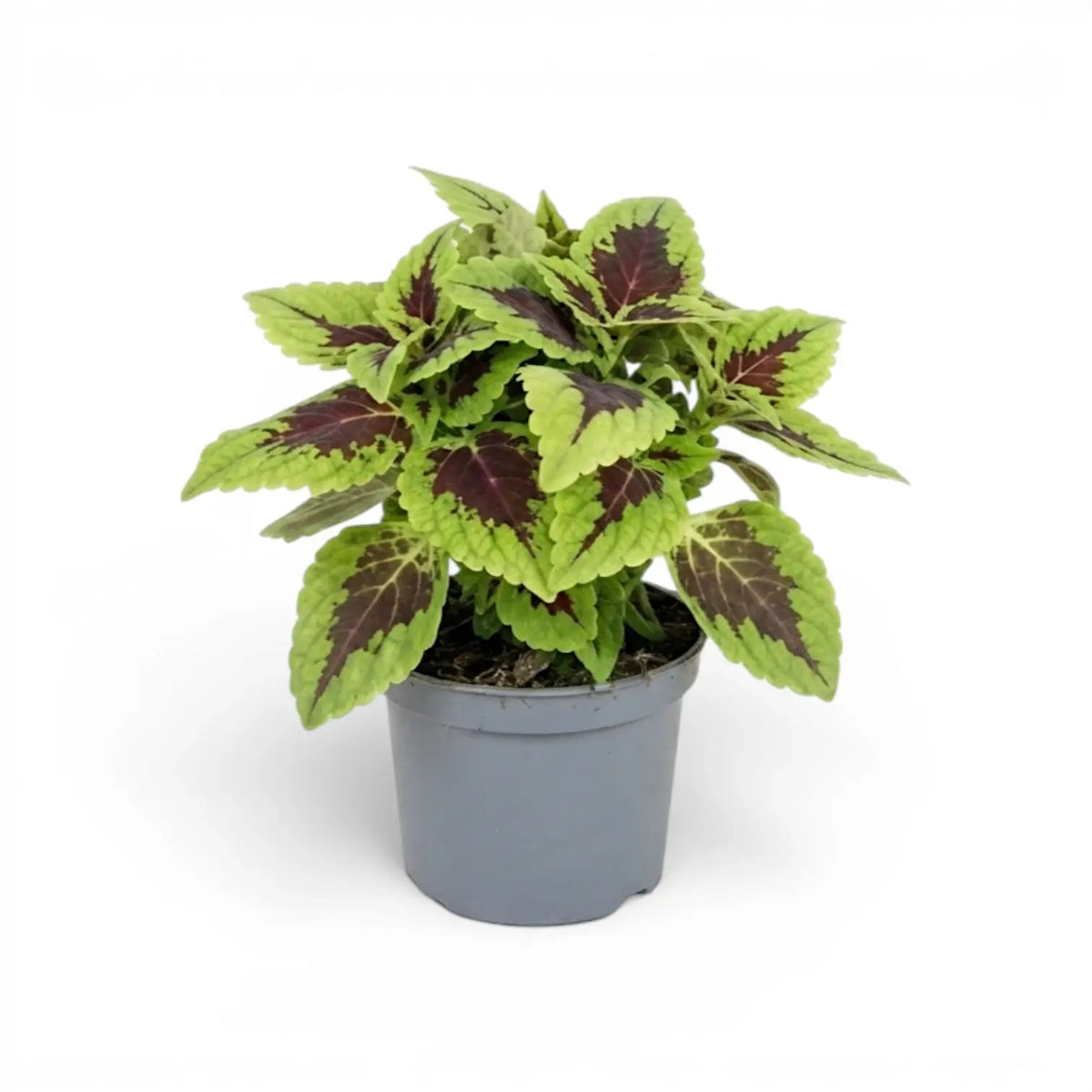 Coleus ‘Alligator Alley’ with layered lime-edged burgundy leaves in a grey nursery pot.