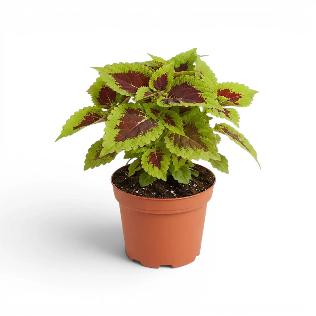 Upright Coleus ‘Alligator Alley’ with burgundy-centred leaves in a terracotta nursery pot