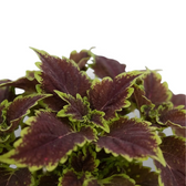 Breite burgunderrote Blätter von Coleus ‘Bourbon Street’ mit feinen limettengrünen Rändern.