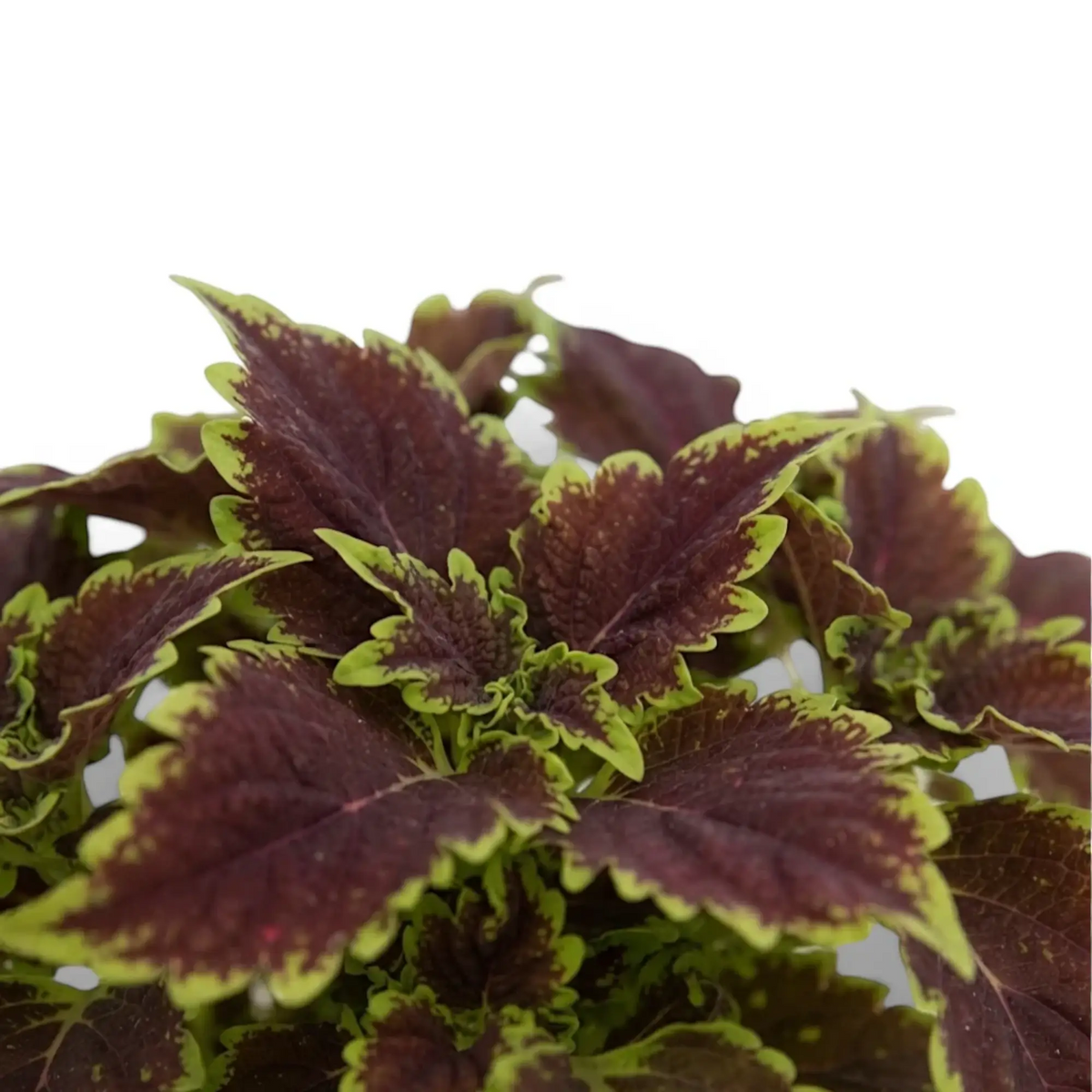 Breite burgunderrote Blätter von Coleus ‘Bourbon Street’ mit feinen limettengrünen Rändern.