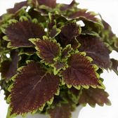 Neuaustrieb von Coleus ‘Bourbon Street’, umgeben von gekräuselten burgunderroten und limettengrünen Blättern.