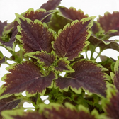 Blattdetail von Coleus ‘Bourbon Street’ mit dunkelburgunderroter Mitte und gewellten grünen Rändern.