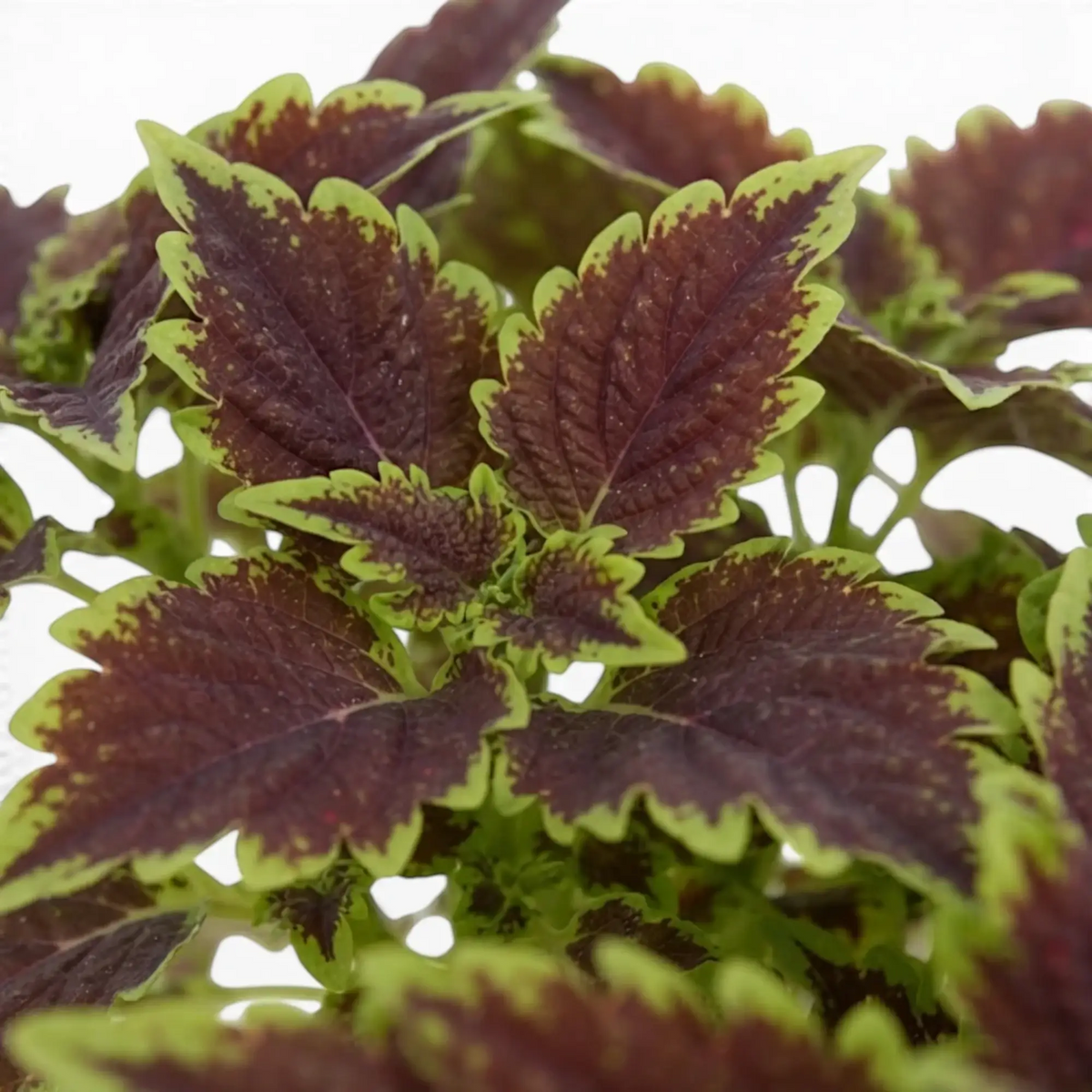Blattdetail von Coleus ‘Bourbon Street’ mit dunkelburgunderroter Mitte und gewellten grünen Rändern.