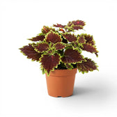 Kompakter Coleus ‘Bourbon Street’ mit burgunderroten Blättern in einem terrakottafarbenen Kulturtopf.
