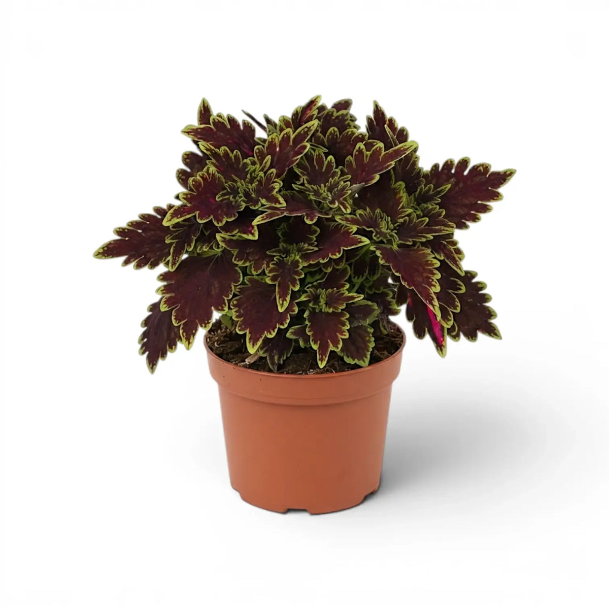 Üppiger Coleus ‘Bourbon Street’ mit dicht gestaffelten burgunderroten Blättern und limettengrünen Rändern in einem terrakottafarbenen Kulturtopf.