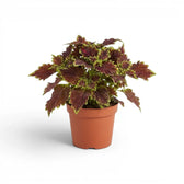 Aufrechter Coleus ‘Bourbon Street’ mit gekräuselten burgunderroten Blättern in einem terrakottafarbenen Kulturtopf.