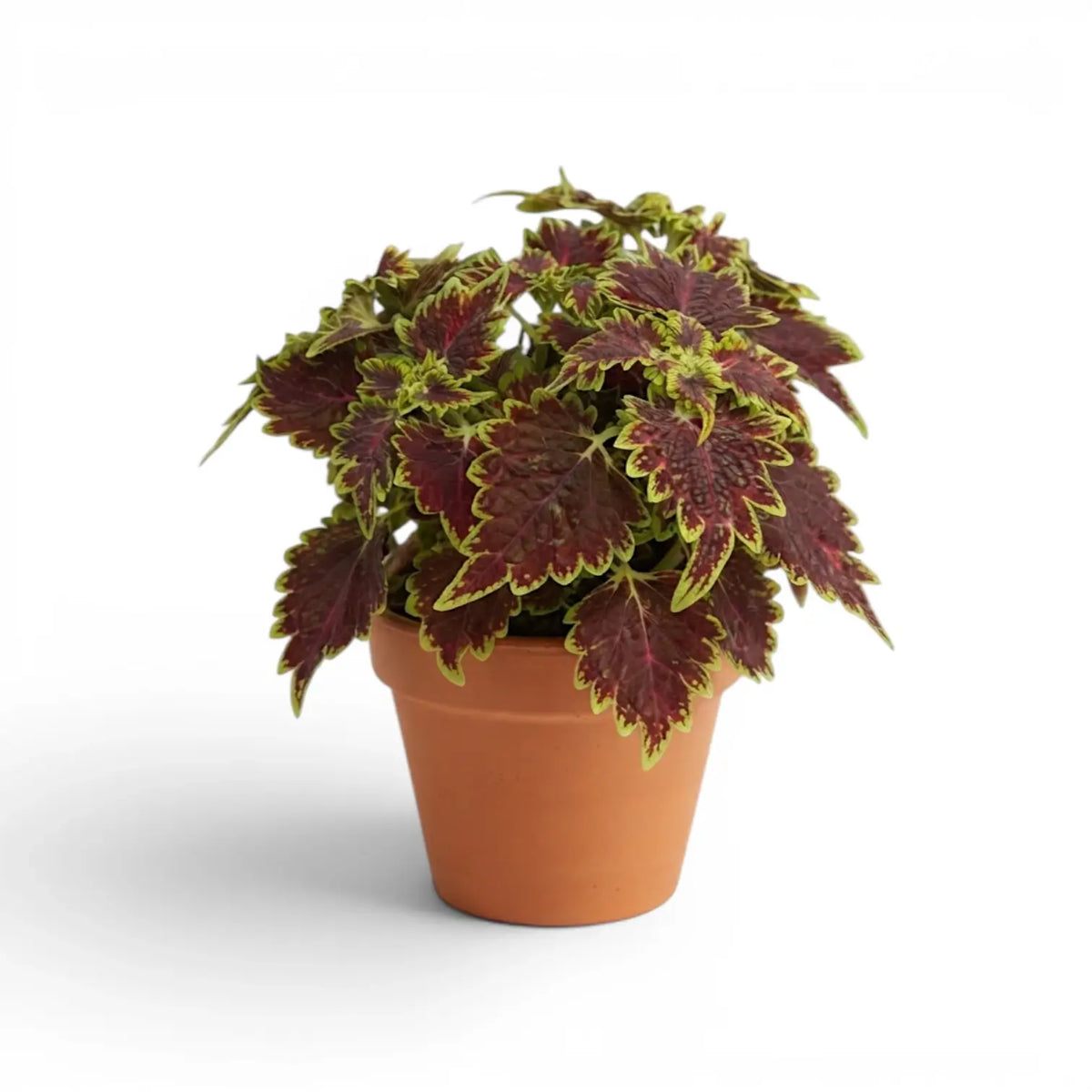 Coleus ‘Bourbon Street’ mit überhängenden burgunderroten und limettengrünen Blättern in einem terrakottafarbenen Kulturtopf.