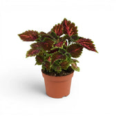 Coleus ‘Magnificent Mile’ plant with upright coral-marked foliage in a terracotta nursery pot