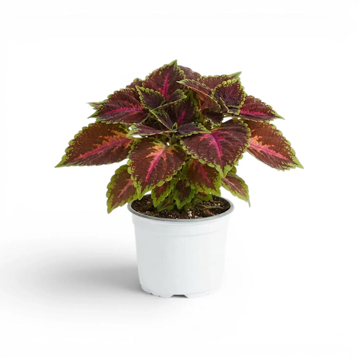 Upright Coleus ‘Magnificent Mile’ with vivid pink markings and green edges in a white nursery pot.