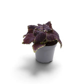 Coleus scutellarioides ‘Main Street Abbey Road’ young plant with dark burgundy leaves and lime edging