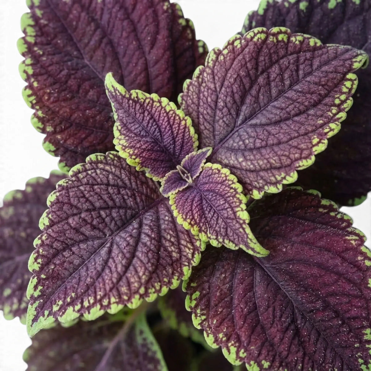 Coleus scutellarioides ‘Main Street Abbey Road’ leaf detail with burgundy centres and lime-green scalloped edges