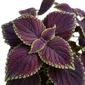 Coleus scutellarioides ‘Main Street Abbey Road’ close foliage view with burgundy colour and lime edging
