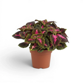 Compact Coleus ‘Park Avenue’ with pink-centred burgundy leaves in a terracotta nursery pot