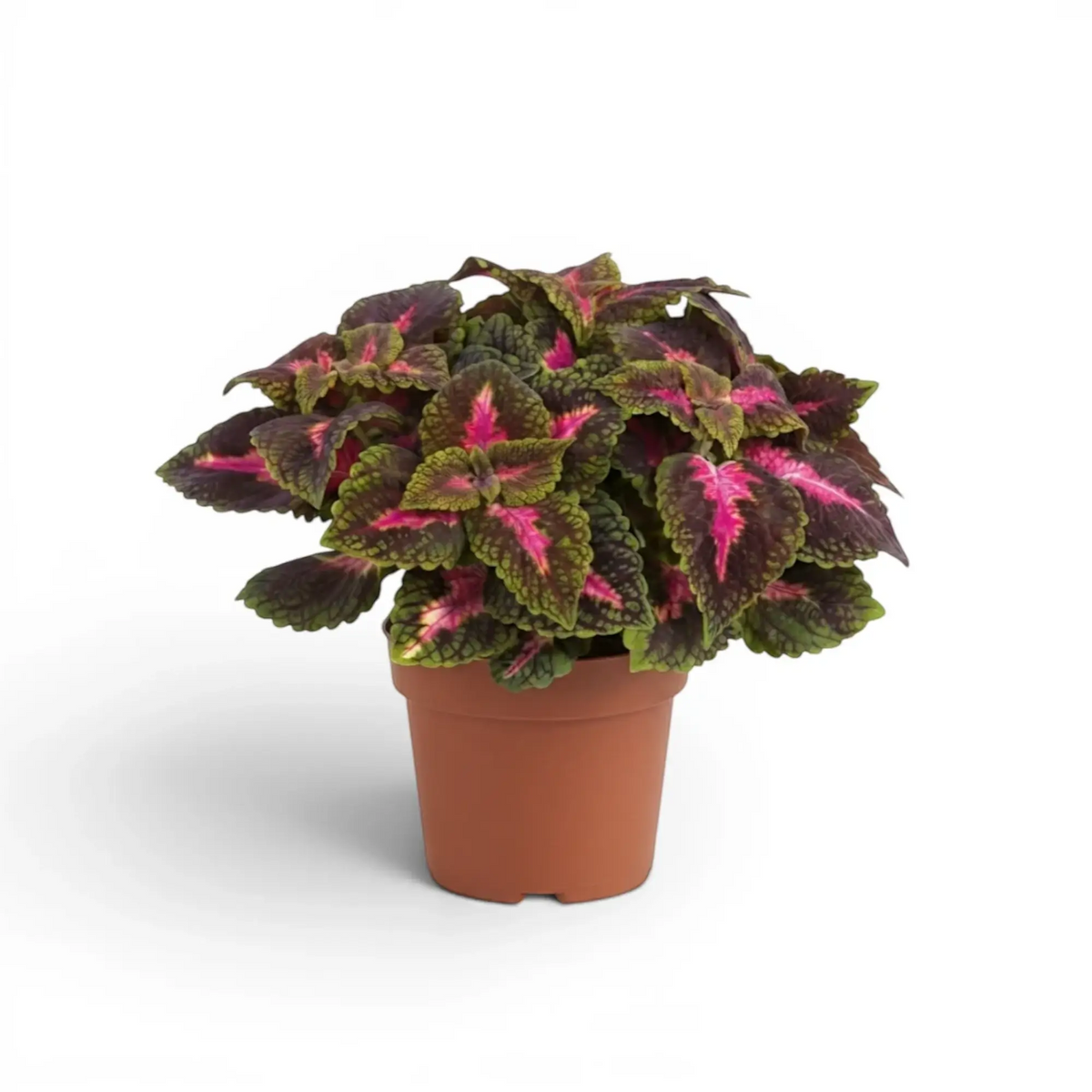 Compact Coleus ‘Park Avenue’ with pink-centred burgundy leaves in a terracotta nursery pot