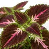 Nahaufnahme von Coleus ‘Pink Diamond’ vor reinweißem Hintergrund. Die strukturierten Blätter zeigen dunkel burgunderviolette Säume, leuchtend grüne Ränder und eine kräftig pinkfarbene bis weiße Aderung.