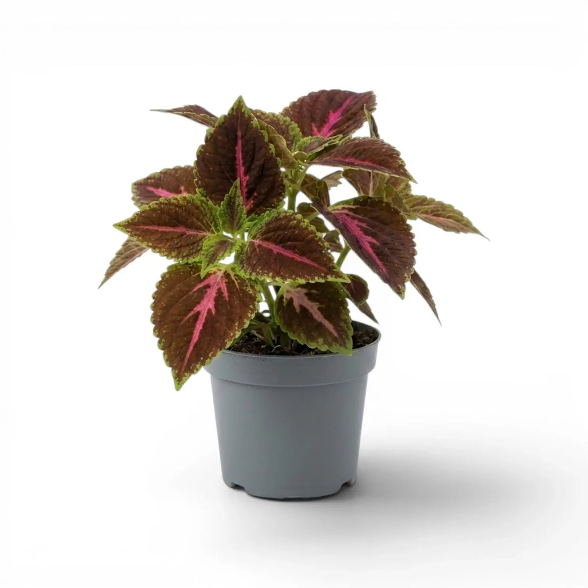 Coleus ‘Pink Diamond’ mit dunkel rotbraunen und grünen Blättern und auffälligen pinkfarbenen Adern in einem kleinen grauen Kunststoff-Kulturtopf vor weißem Hintergrund.