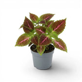 Coleus ‘Pink Diamond’ mit grünen und burgunderroten Blättern und leuchtend pinkfarbenen Adern in einem kleinen grauen Kulturtopf vor weißem Hintergrund.