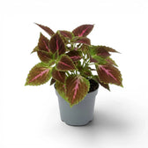 Coleus ‘Pink Diamond’ mit grün und burgunderrot panaschierten Blättern in einem kleinen grauen Kunststofftopf vor weißem Hintergrund.