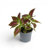 Coleus ‘Pink Diamond’ mit grün-burgunderrot panaschierten Blättern in einem kleinen grauen Kulturtopf vor reinweißem Hintergrund.