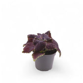Coleus scutellarioides 'Main Street Abbey Road' plant in a nursery pot against a white background