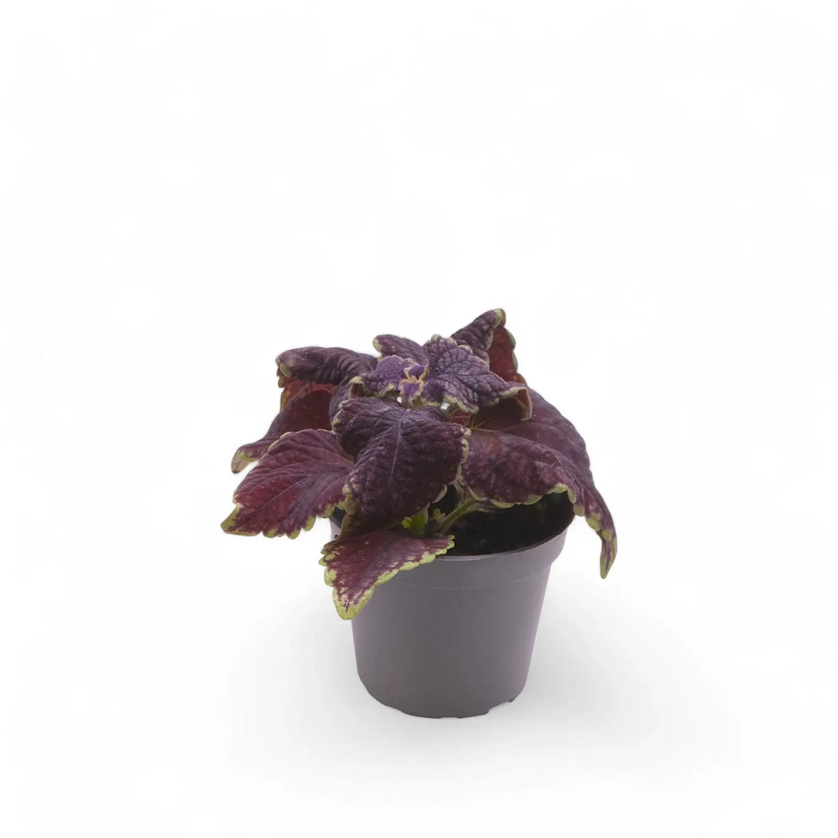 Coleus scutellarioides 'Main Street Abbey Road' plant in a nursery pot against a white background