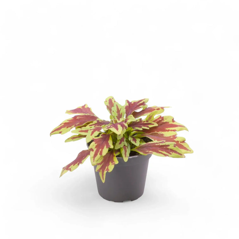 Coleus scutellarioides 'Le Freak' potted plant in nursery pot on white background.