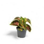 Coleus scutellarioides 'Stained Glassworks Spacecake' plant in a nursery pot against a white background