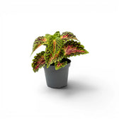 Small Coleus ‘Stained Glassworks Spacecake’ with dark green margins and pink-centred leaves in a grey nursery pot.
