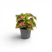 Coleus ‘Stained Glassworks Spacecake’ baby plant with a compact pink, lime and green crown in a grey nursery pot.