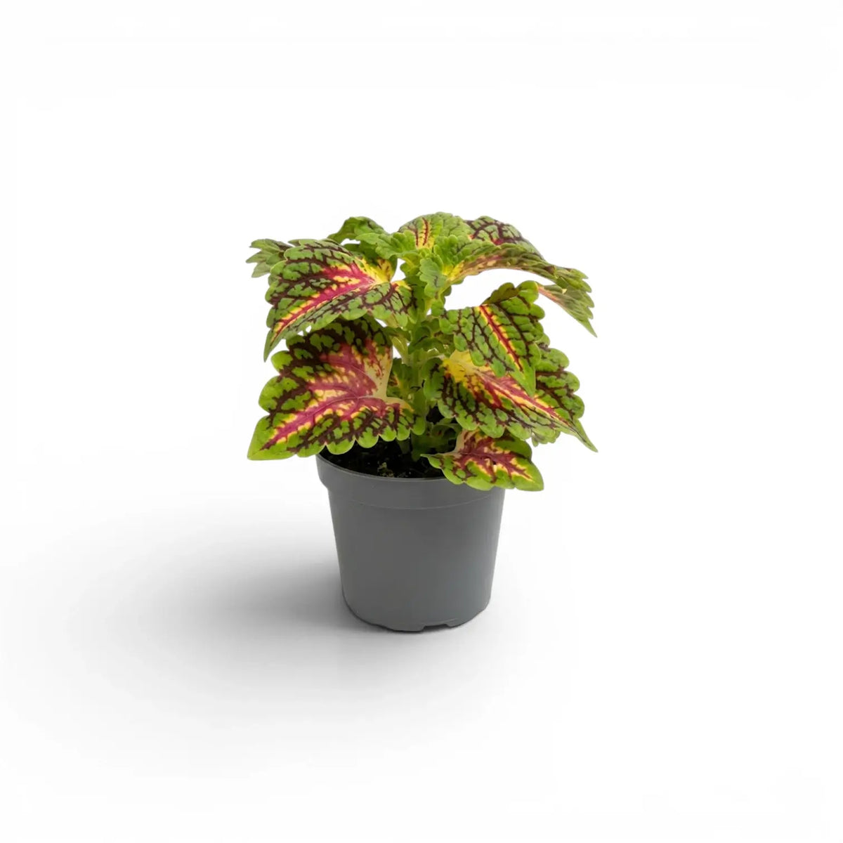 Coleus ‘Stained Glassworks Spacecake’ baby plant with a compact pink, lime and green crown in a grey nursery pot.