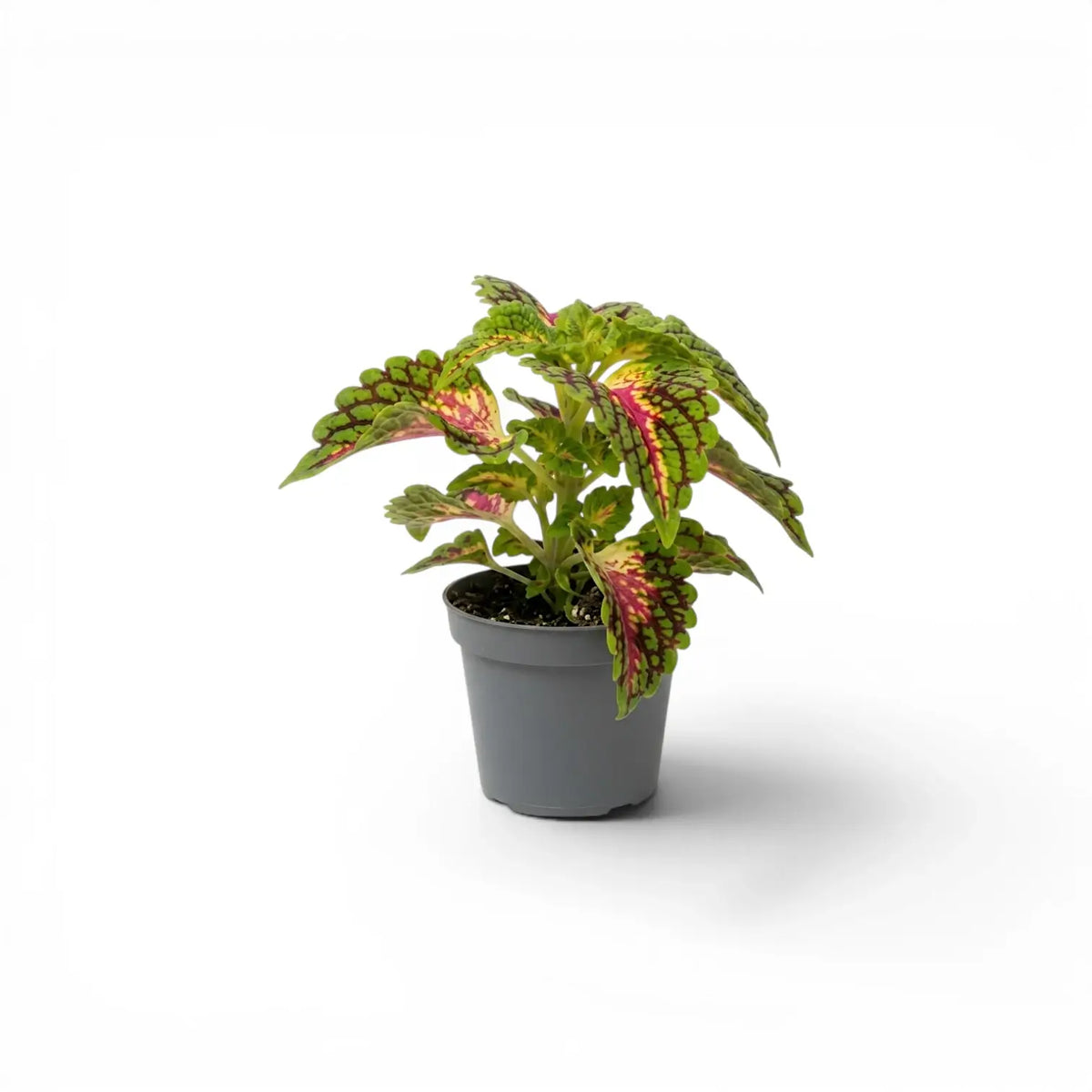 Side view of a Coleus ‘Stained Glassworks Spacecake’ baby plant with pink-veined green foliage in a grey nursery pot.