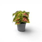 Front view of a full Coleus ‘Stained Glassworks Spacecake’ baby plant in a grey nursery pot.