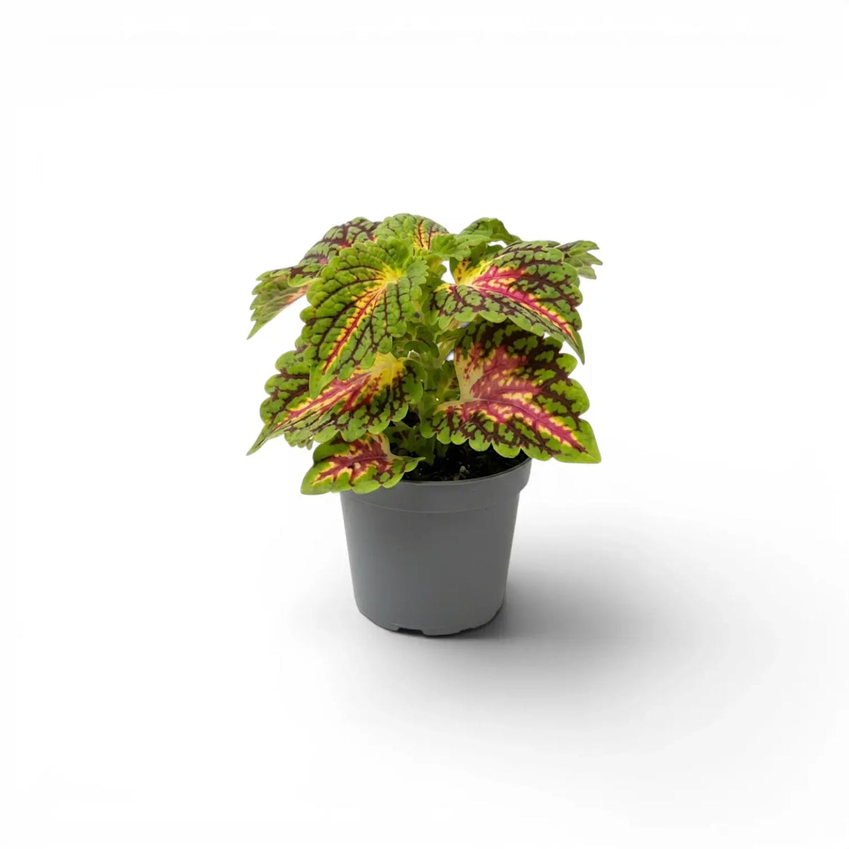 Front view of a full Coleus ‘Stained Glassworks Spacecake’ baby plant in a grey nursery pot.