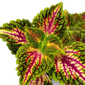 Close view of Coleus ‘Stained Glassworks Spacecake’ leaves with vivid magenta centres and lime-green patterning.