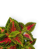 Coleus ‘Stained Glassworks Spacecake’ foliage viewed from above, with magenta centres, yellow-green bands and dark green edges.