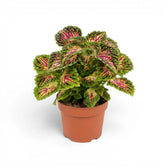 Medium Coleus ‘Stained Glassworks Spacecake’ with a dense pink-and-green crown in a terracotta nursery pot.