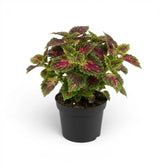 Medium Coleus ‘Stained Glassworks Spacecake’ with burgundy-pink centres and green margins in a black nursery pot.